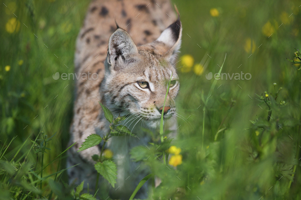 Lynx Sneaking In The Grass Stock Photo By Kjekol PhotoDune